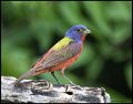 _7SB4107 painted bunting